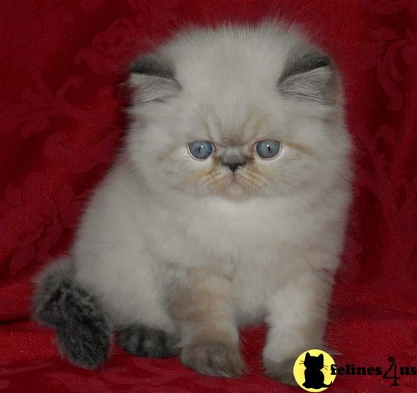 Seal Lynx Point Himalayan Baby Boy - Sold