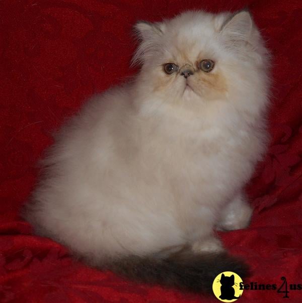 Himalayan Kitten for Sale: Very Pretty Tortie Lynx Point Himalayan Baby ...