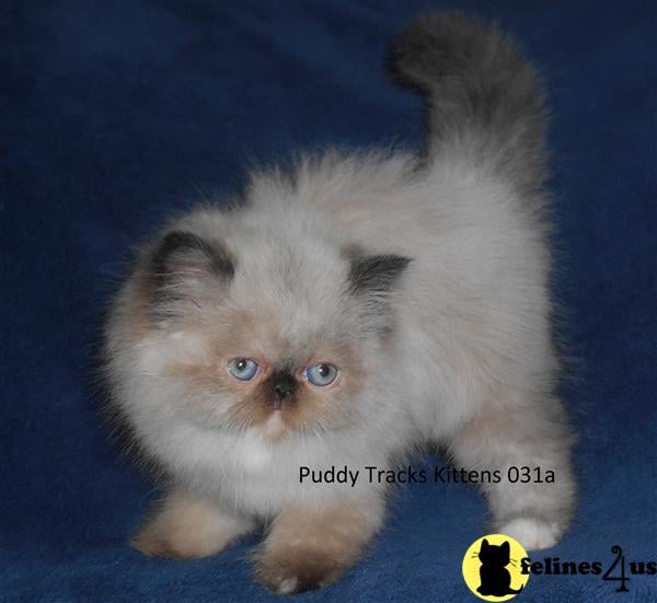 Himalayan Kitten for Sale: Gorgeous Tortie Point Himalayan Baby Girl ...