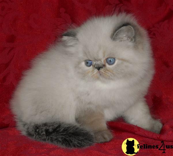 Seal Lynx Point Himalayan Baby Boy - SOLD