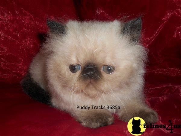 Exotic Shorthair Kitten For Sale Gorgeous Seal Point Exotic Short