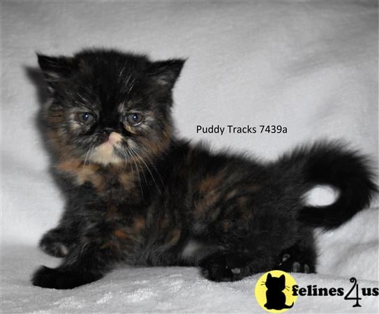 Exotic Shorthair Kitten for Sale: Beautiful Tortoiseshell Exotic Short ...