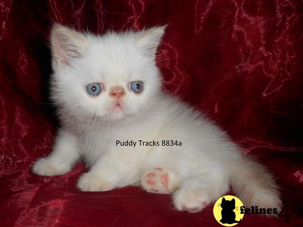 Exotic Shorthair Kitten for Sale: Very Handsome Flame Point Exotic ...