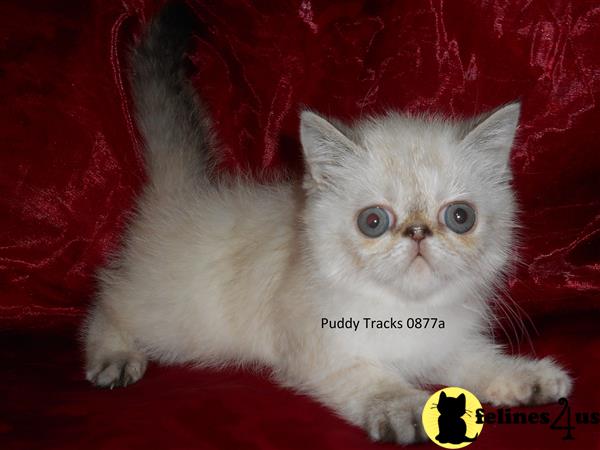 Exotic Shorthair Kitten For Sale: Very Sweet Seal Lynx Point Exotic 