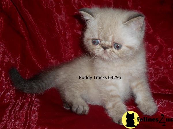 Exotic Shorthair Kitten For Sale Very Sweet Seal Lynx Point