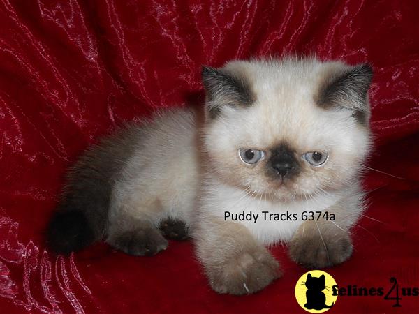 Exotic Shorthair Kitten For Sale Adorable Seal Point Exotic Short