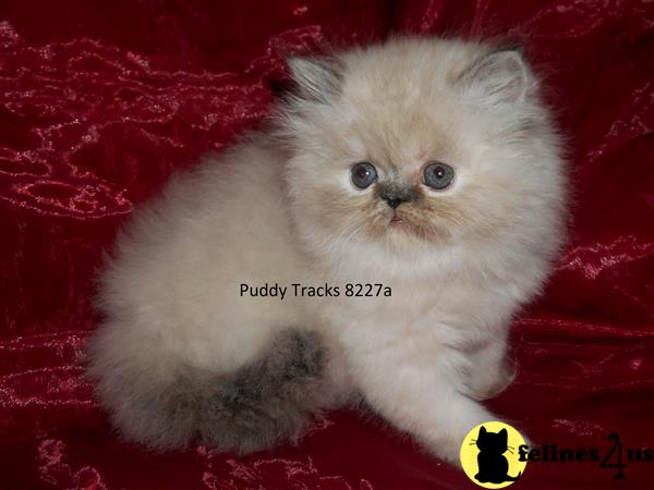 Himalayan Kitten for Sale: Beautiful Tortie Lynx Point Exotic Longhair ...