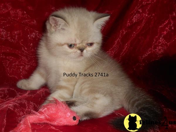 Exotic Shorthair Kitten For Sale Very Cute Classic Tabby Exotic