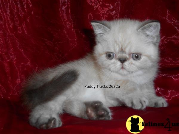 Exotic Shorthair Kitten for Sale: Super Cute Seal Lynx Point Exotic