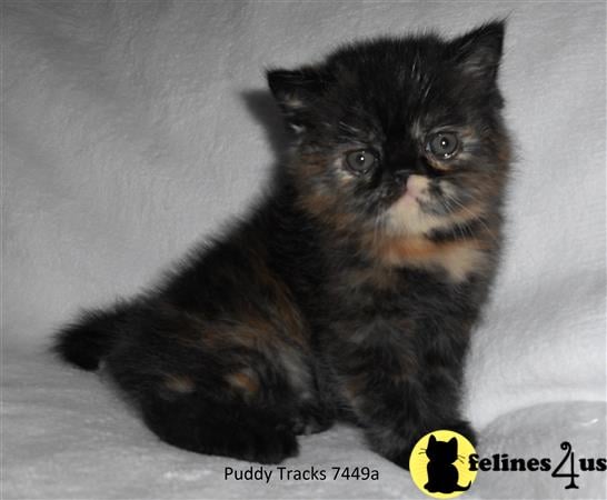 Exotic Shorthair Kitten For Sale: Beautiful Tortoiseshell Exotic Short 