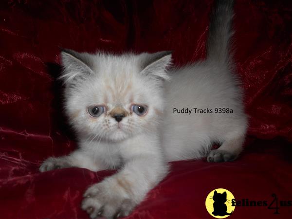 Exotic Shorthair Kitten for Sale: Seal Lynx Point Exotic Short Hair ...