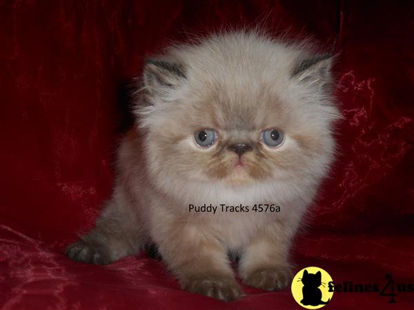 Very Sweet Seal Lynx Point Exotic Long Hair Baby Boy - Reserved