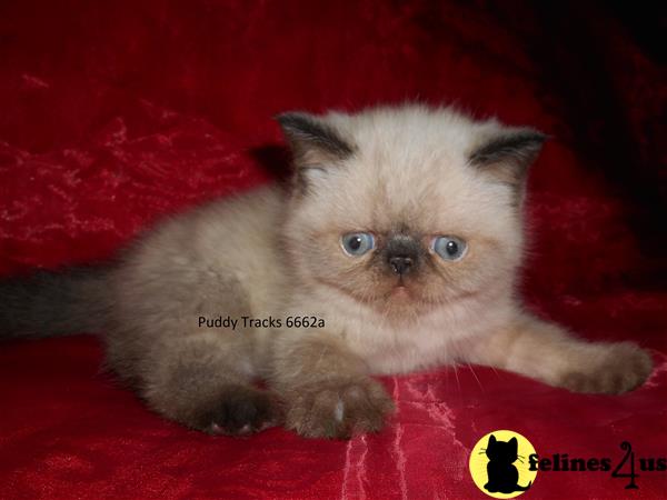 Exotic Shorthair Kitten for Sale: Beautiful Seal Point Exotic Short ...