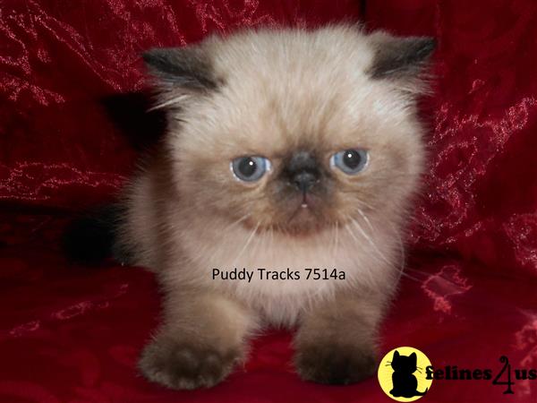 Exotic Shorthair Kitten for Sale: Very Good Looking Seal Point Exotic ...