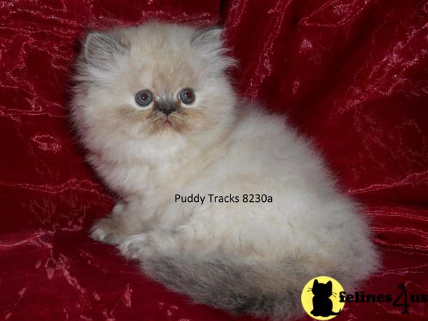 Himalayan Kitten for Sale: Beautiful Tortie Lynx Point Exotic Longhair ...