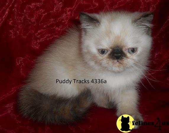 Exotic Shorthair Kitten for Sale: Very Sweet Tortie Point Exotic Short ...