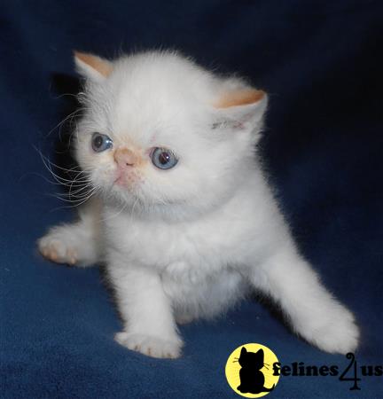 Exotic Shorthair Kitten for Sale: Gorgeous Flame Point Exotic Short ...