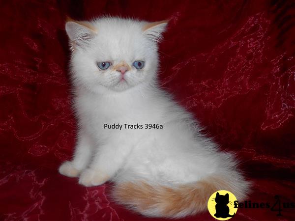 Very Curious Flame Point Exotic Short Hair Baby Boy - RESERVED