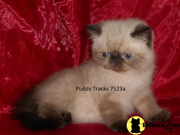 Exotic Shorthair Kitten For Sale Very Good Looking Seal Point