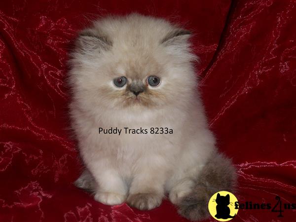 Himalayan Kitten for Sale: Beautiful Tortie Lynx Point Exotic Longhair ...