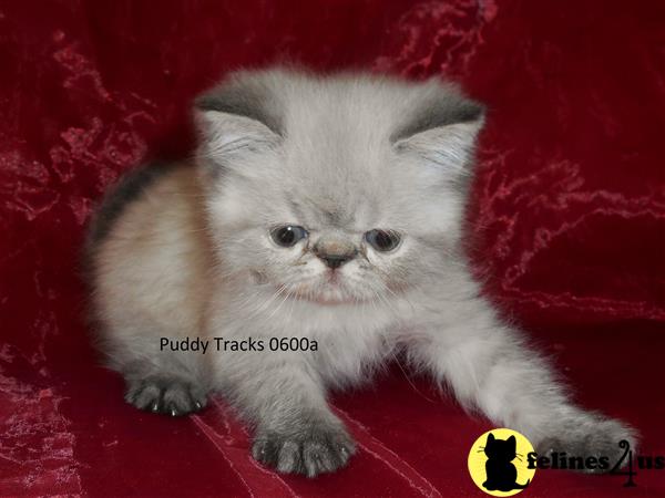 Exotic Shorthair Kitten for Sale: Beautiful Seal Lynx Point Exotic ...