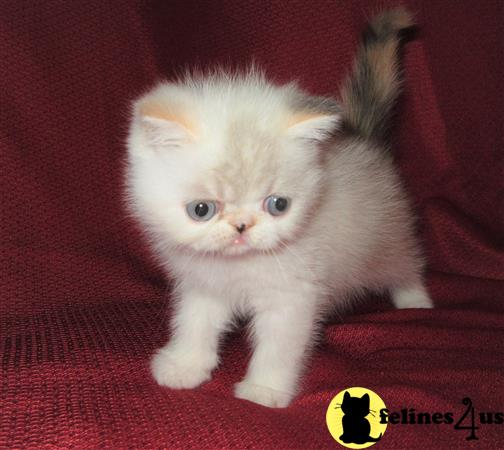 Exotic Shorthair Kitten for Sale: Precious Dilute Calico Exotic ...