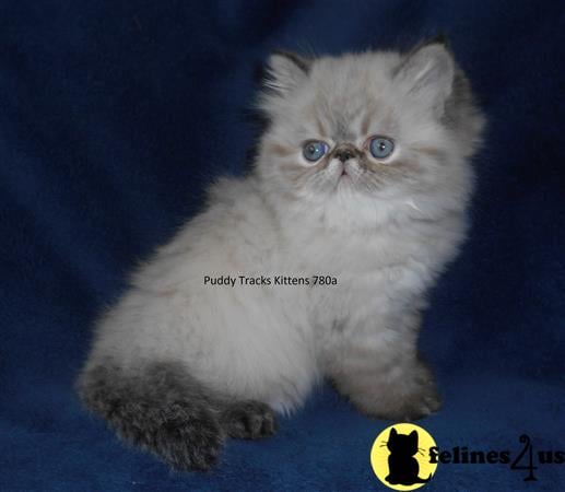 Gorgeous Seal Lynx Point Exotic Long Hair Baby Girl - SOLD