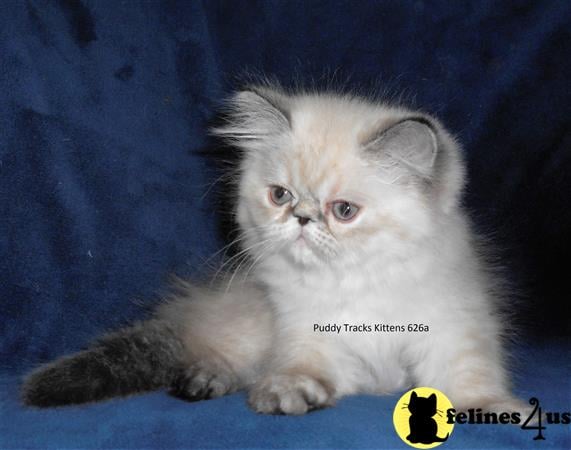 Himalayan Kitten for Sale: Beautiful Tortie Lynx Point Himalayan Baby ...