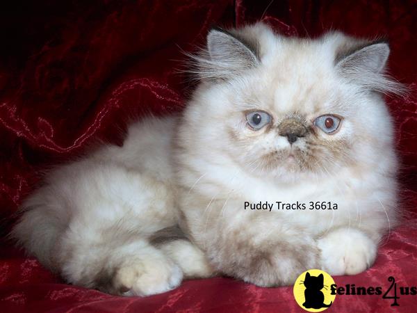 Very Pretty Tortie Point Himalayan Baby Girl - I F for sale