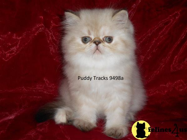 Himalayan Kitten for Sale: Adorable Tortie Lynx Point Exotic Long Hair ...