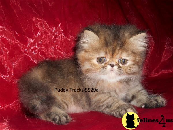 Himalayan Kitten For Sale: Stunning Brown Patched Tabby Exotic Long 