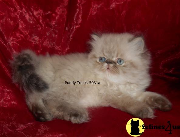 Himalayan Kitten for Sale: Beautiful Seal Lynx Point Exotic Long Hair ...