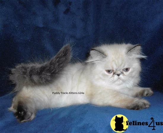 Himalayan Kitten for Sale: Beautiful Tortie Lynx Point Himalayan Baby ...