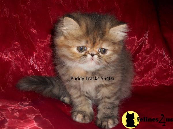 Himalayan Kitten for Sale: Stunning Brown Patched Tabby Exotic Long ...