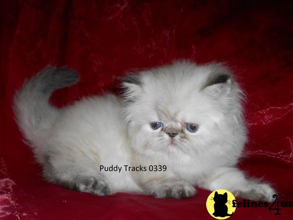 Himalayan Kitten for Sale: Beautiful Seal Lynx Point Exotic Long Hair ...