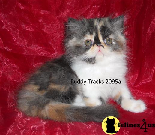 Very Beautiful Calico Exotic Long Hair Baby Girl