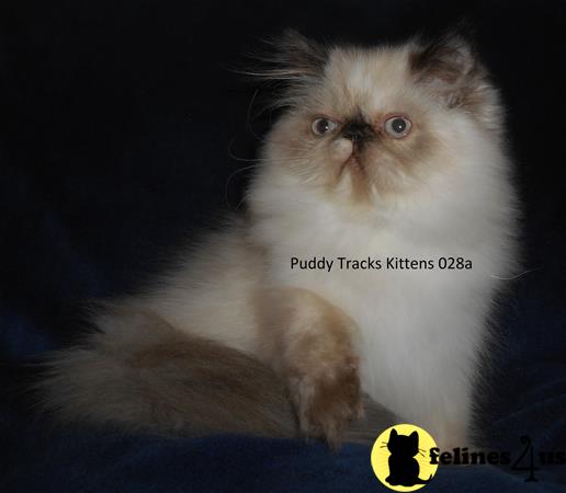 Himalayan Kitten For Sale: Beautiful Tortie Point Himalayan Baby Girl 