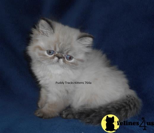 Gorgeous Seal Lynx Point Exotic Long Hair Baby Girl - SOLD