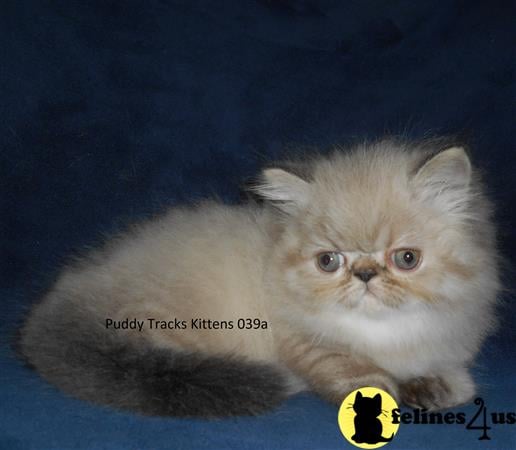 Handsome Seal Lynx Point Himalayan Baby Boy - SOLD