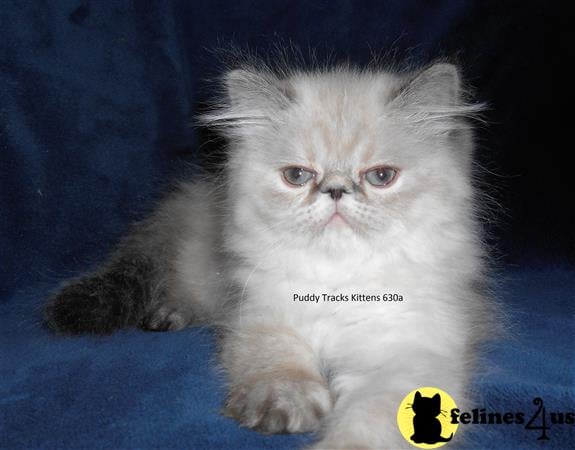 Himalayan Kitten for Sale: Beautiful Tortie Lynx Point Himalayan Baby ...