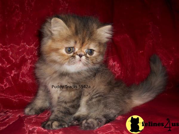 Himalayan Kitten For Sale: Stunning Brown Patched Tabby Exotic Long 