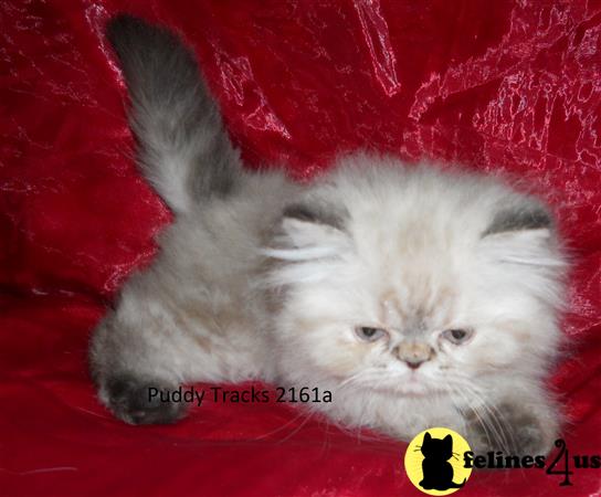 Stunning Seal Lynx Point Exotic Long Hair Baby Boy for sale