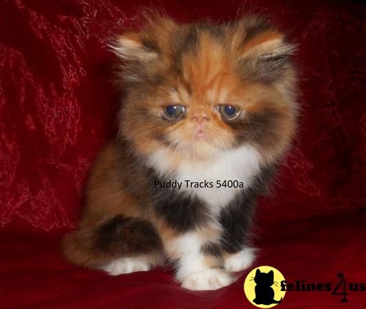 Himalayan Kitten for Sale: Beautiful Calico Exotic Long Hair Baby Girl ...