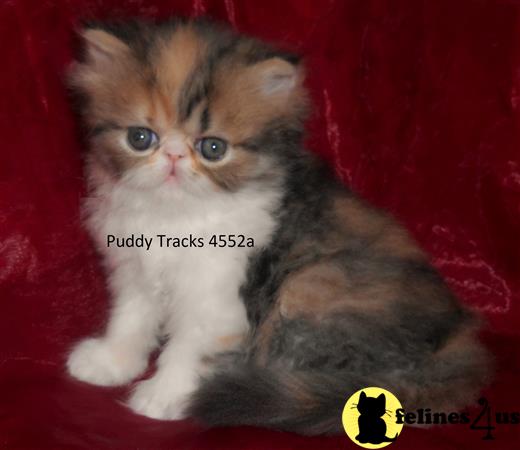 Persian Kitten for Sale: Gorgeous Calico Exotic Long Hair Baby Girl ...