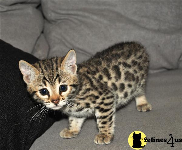 Bengal Kitten for Sale: F3 Bengal girl approximatly 20 of ALC 10 Yrs ...