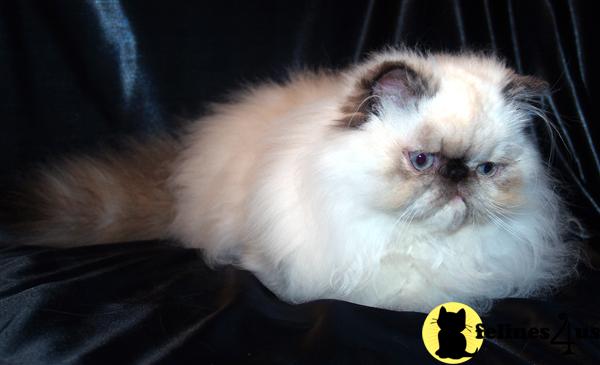 Tortie Point Himalayan Kittens