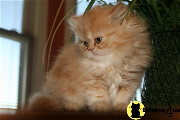 Persian Kitten for Sale: Red Tabby Persian Kittens 11 Yrs and 3 Mths old