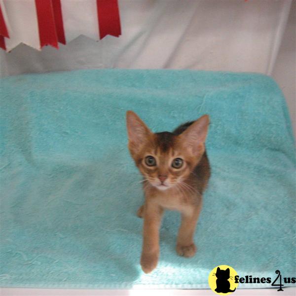 Abyssinian Cat For Sale Nc