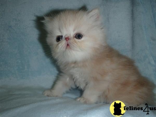 Persian Kitten For Sale: Cfa Persian Cameo Male And Cream Smoke Kitten 