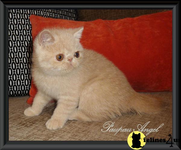 Exotic Shorthair Kitten For Sale Pretty Solid Cream Tabby Exotic